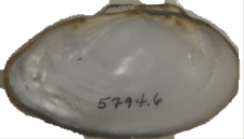 Venustaconcha ellipsiformis female inner