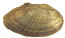 Venustaconcha ellipsiformis female outer