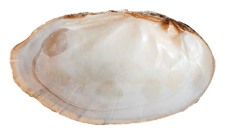 Venustaconcha ellipsiformis male inner 