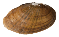 Venustaconcha ellipsiformis male outer