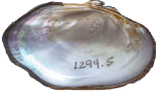 Venustaconcha pleasii female inner