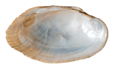Venustaconcha pleasii male inner 