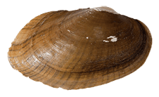 Venustaconcha pleasii male outer