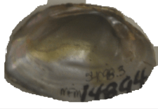 Venustaconcha trabalis female inner