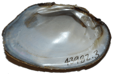 Venustaconcha trabalis male inner 
