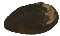 Venustaconcha troostensis female outer