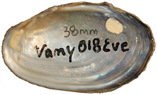 Villosa amygdalum female inner