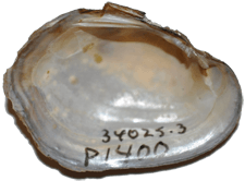 Villosa delumbis female inner