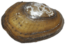 Villosa delumbis female outer