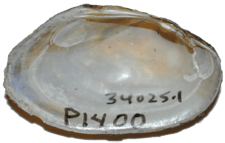 Villosa delumbis male inner 