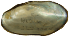 Villosa vibex male inner 