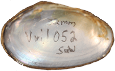 Villosa villosa female inner