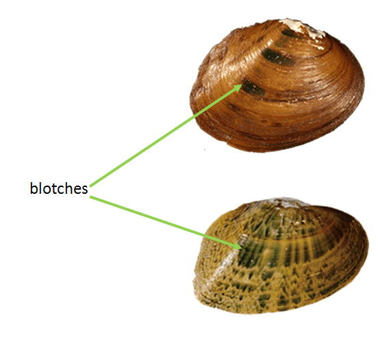 Blotches.png