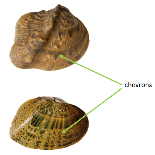 Chevrons.png