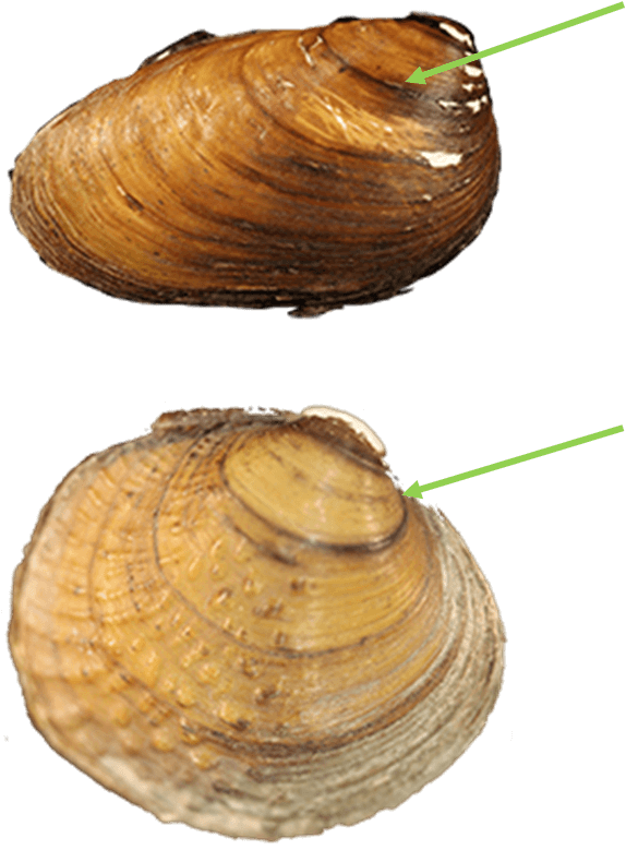 ConcentricRings.png