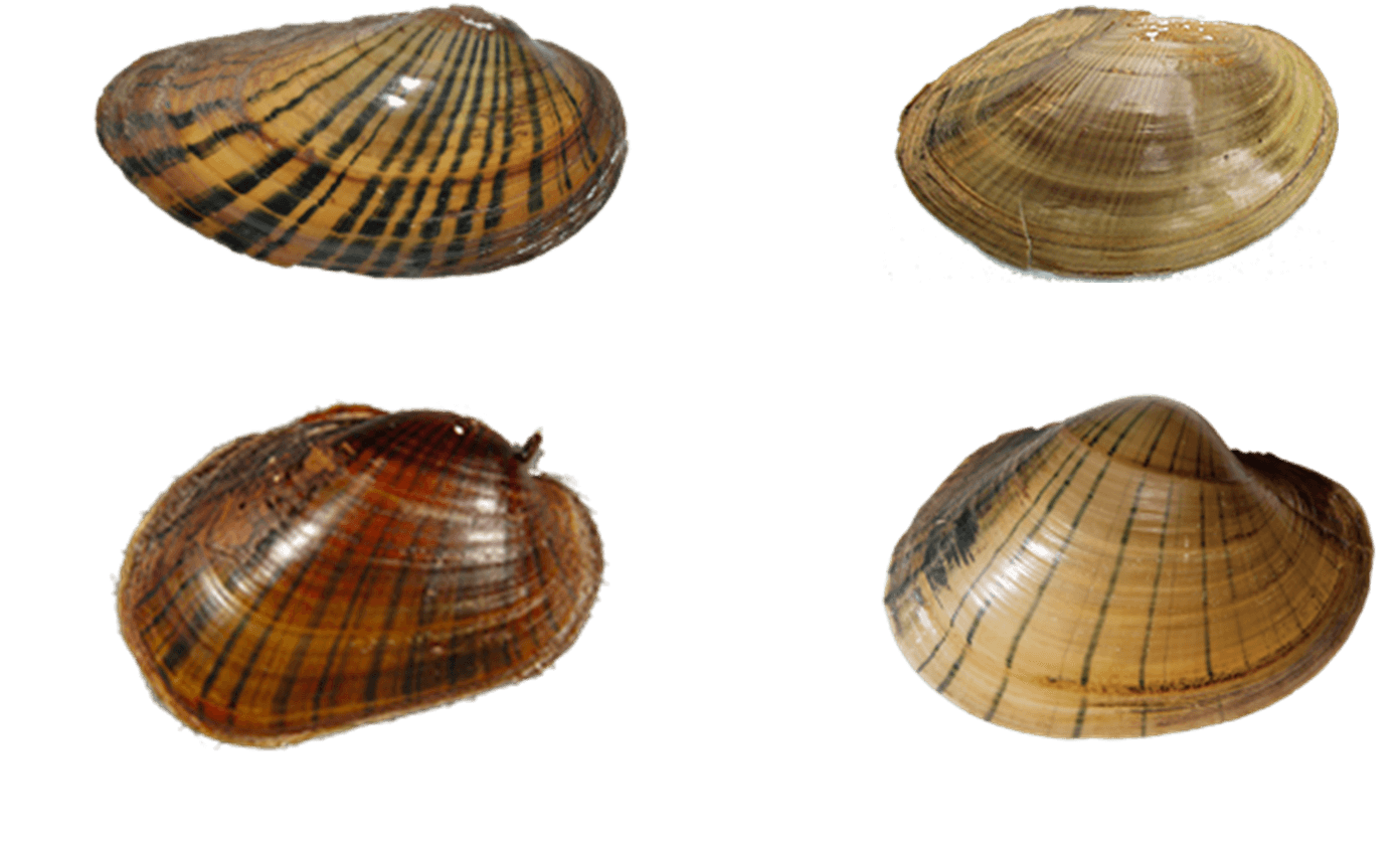 ContinuousRays.png