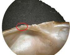 Anodonta suborbiculata