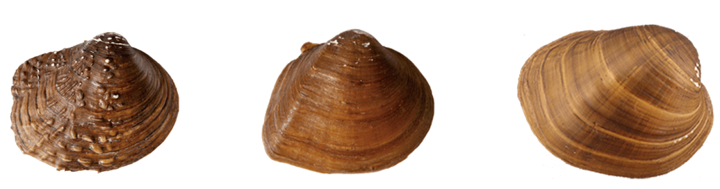 JustBrown.png