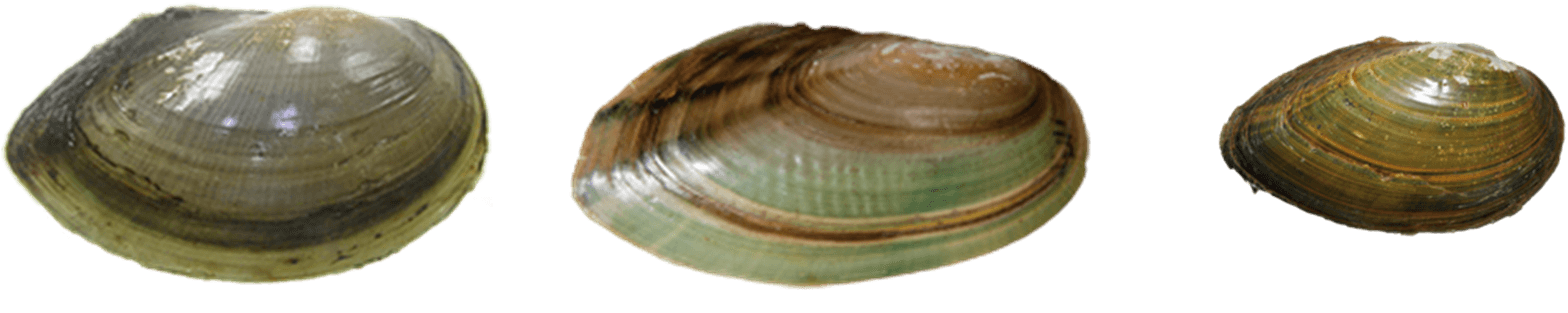 JustGreen.png