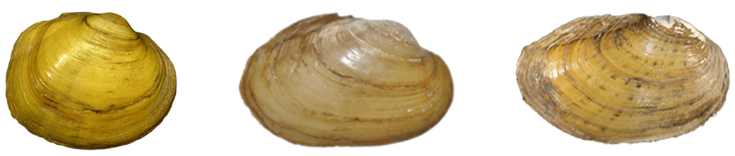 JustYellow.png