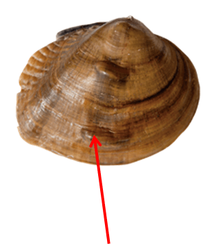 KnobsCenterDisk.png