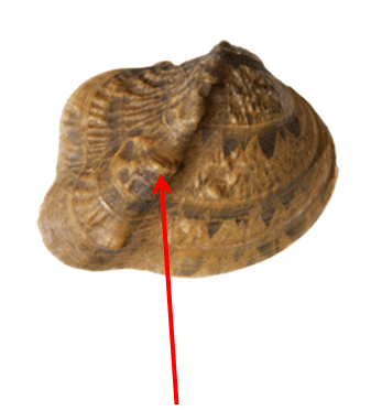 KnobsPosteriorRidge.png