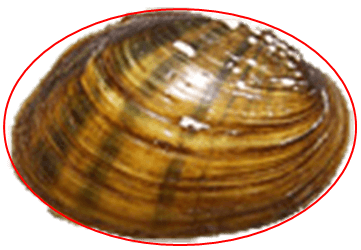 Oval.png