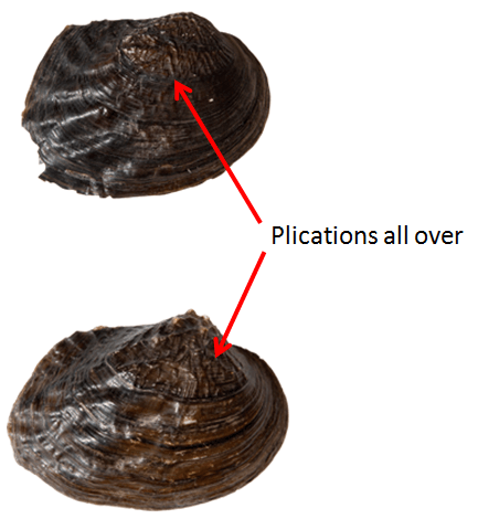 PlicationsAllOver.png