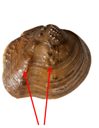 PustulesRows.png
