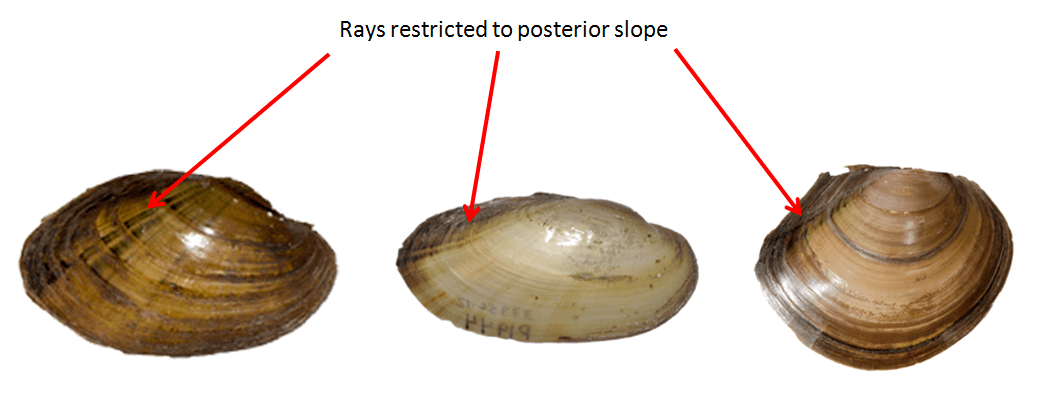 RaysRestrictedPosterior.png