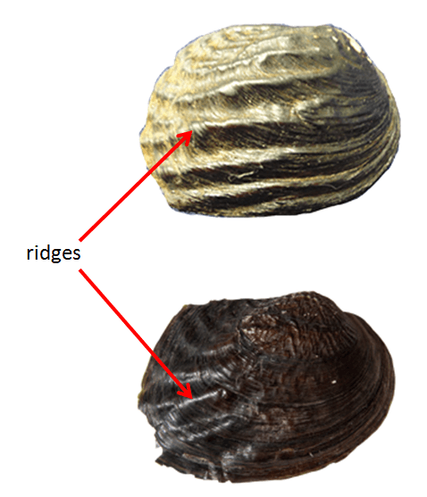 Ridges.png