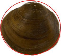 Round.png