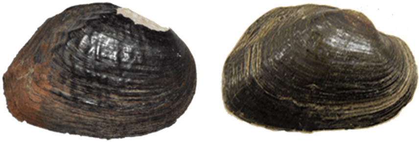 ShellColorBlack.png