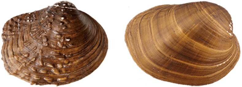 ShellColorBrown.png