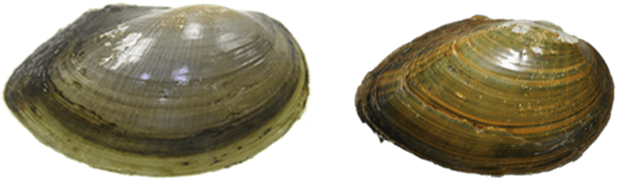 ShellColorGreen.png