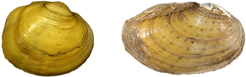 ShellColorYellow.png