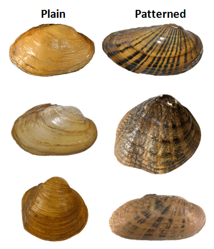 ShellSurfacePlain.png