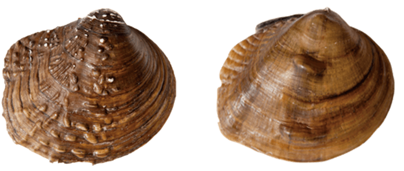 ShellSurfaceSculptured.png