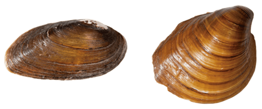 ShellSurfaceSmooth.png