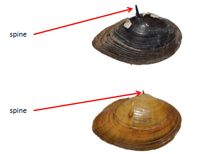 Spine.png