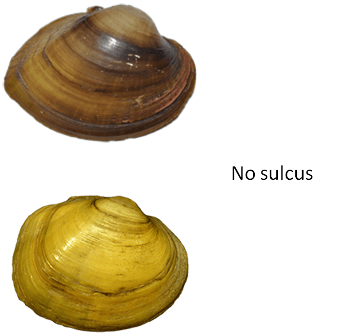 SulcusAbsent.png