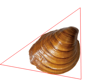 Triangular.png