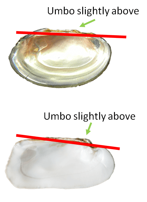 UmboSlightlyAbove.png