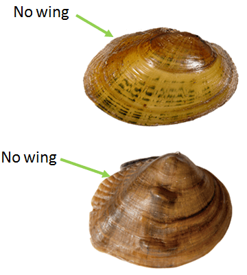 WingAbsent.png