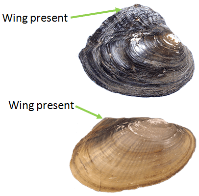 WingPresent.png