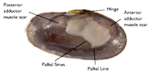 Mantle Attachment Scar