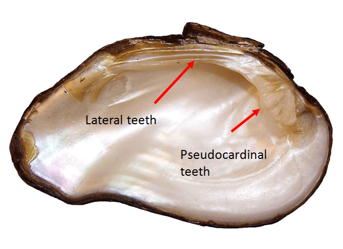 Teeth diagram