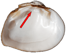 Fusconaia flava