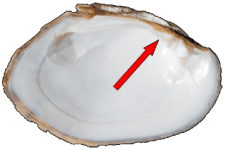 Actinonaias Ligamentina
